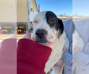 Boxer-Coonhound Mix Dogs for adoption in Frenchburg, KY, USA