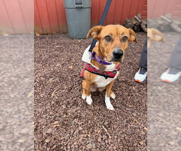 Medium Photo #3 Labrador Retriever-Unknown Mix Puppy For Sale in Oakhurst, NJ, USA
