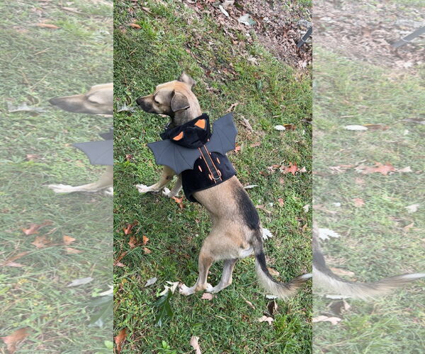 Medium Photo #5 Labrador Retriever-Unknown Mix Puppy For Sale in Virginia Beach, VA, USA