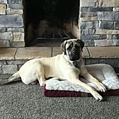 Father of the Mastiff puppies born on 01/03/2017