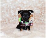 Small #5 Chihuahua