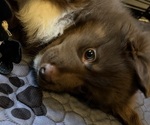 Puppy Yellow Miniature American Shepherd