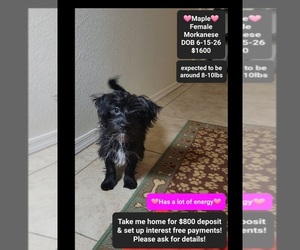 Havanese-Morkie Mix Puppy for sale in TUCSON, AZ, USA