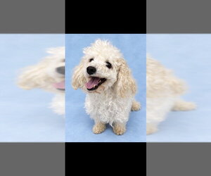 Poodle (Toy) Dogs for adoption in Westminster, MD, USA