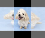 DOLLY - Female Poodle (Toy) Dog for Adoption - Small photo