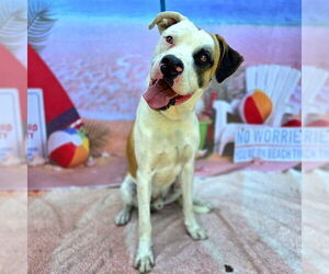 Medium Boxer Mix