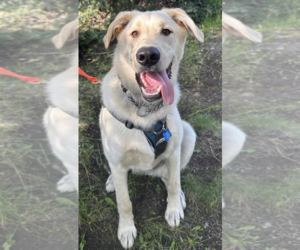 Labrador Retriever-Unknown Mix Dogs for adoption in Anchorage, AK, USA