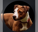 Small Photo #1 American Pit Bull Terrier Puppy For Sale in SOUTHBOROUGH, MA, USA