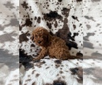 Small #2 Cavapoo (Miniature)