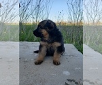 Small Photo #5 German Shepherd Dog Puppy For Sale in OGDEN, NY, USA