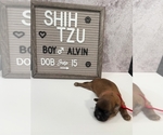 Small #2 Shih Tzu