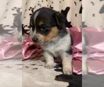 Small Photo #2 Cowboy Corgi Puppy For Sale in MENIFEE, CA, USA