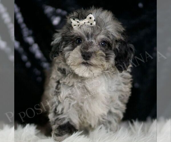 Medium Photo #5 Poodle (Toy) Puppy For Sale in WARSAW, IN, USA