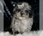 Small #4 Poodle (Toy)