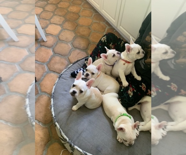 Medium Photo #5 French Bulldog Puppy For Sale in ENCINITAS, CA, USA