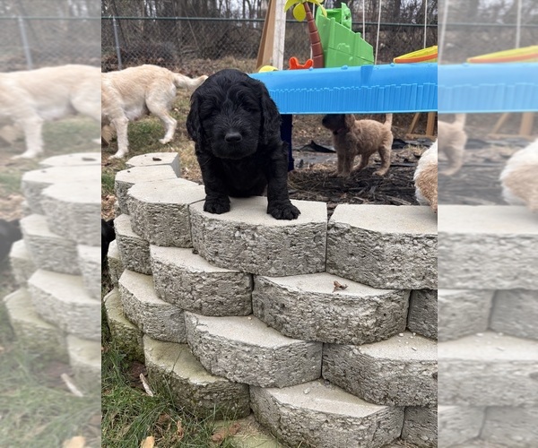 Medium Photo #3 Labradoodle mix (+ Poodle Standard) Puppy For Sale in ROANOKE, VA, USA