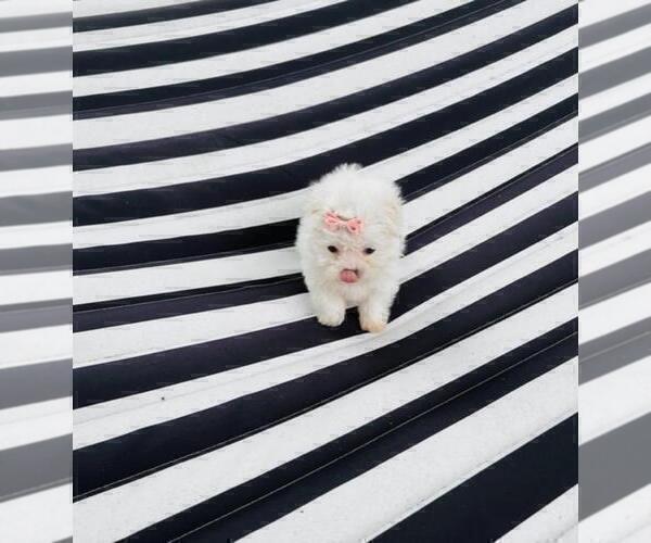 Medium Photo #5 Maltese Puppy For Sale in BEVERLY HILLS, CA, USA