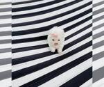 Small #4 Maltese