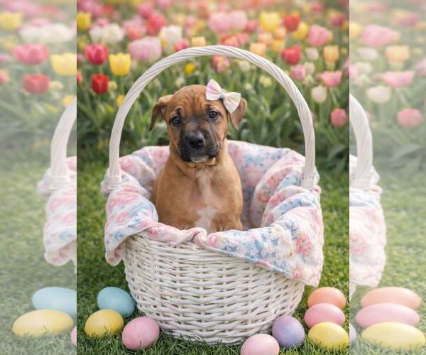 Medium Photo #6 Mutt Puppy For Sale in Euless, TX, USA