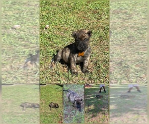 Medium Presa Canario