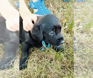 Labrador Retriever Puppy for sale in JACKSON, MN, USA