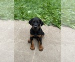 Small #2 Doberman Pinscher