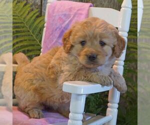 Goldendoodle-Poodle (Miniature) Mix Puppy for sale in THORP, WI, USA