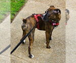 Small #2 Boxer