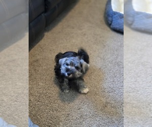 Schnauzer (Miniature) Puppy for Sale in LA MESA, California USA