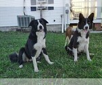 Small Photo #1 Border Collie Puppy For Sale in NORBORNE, MO, USA