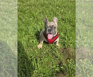 French Bulldog Puppy for sale in NORTH PORT, FL, USA