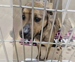 Small American Pit Bull Terrier-Chinese Shar-Pei Mix