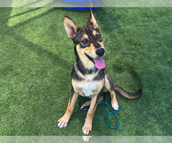 Medium Photo #2 German Shepherd Dog-Siberian Husky Mix Puppy For Sale in Orange, CA, USA