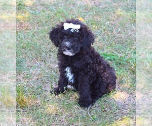 Poodle (Toy) Puppy for sale in BARNESVILLE, KS, USA
