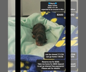 Yorkshire Terrier Puppy for sale in TUCSON, AZ, USA