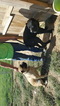 Small Photo #1 Cane Corso Puppy For Sale in FOUNTAIN RUN, KY, USA