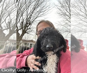 Airedoodle Puppy for sale in CASSVILLE, MO, USA