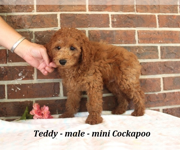 Medium Photo #1 Cockapoo (Miniature) Puppy For Sale in CLARKRANGE, TN, USA