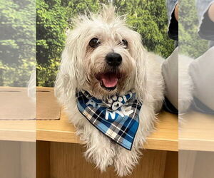 Maltese Dogs for adoption in El Centro, CA, USA