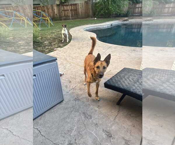 Medium Photo #3 Mutt Puppy For Sale in Elk Grove, CA, USA