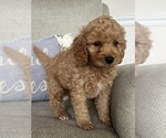 Small Photo #3 Miniature Bernedoodle Puppy For Sale in MIDDLETOWN, OH, USA