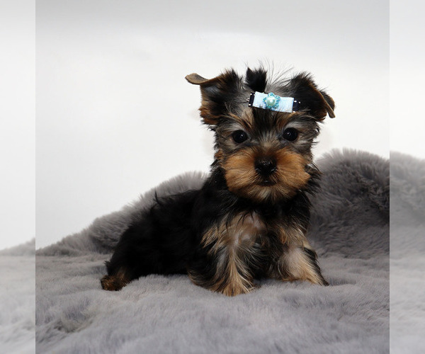 Medium Photo #2 Yorkshire Terrier Puppy For Sale in LOS ANGELES, CA, USA
