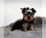 Small #1 Yorkshire Terrier