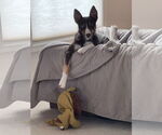 Small #3 Border Collie