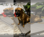 Small Photo #12 Dogue de Bordeaux-Muscle Mastiff Mix Puppy For Sale in COOKEVILLE, TN, USA