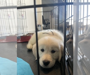 English Cream Golden Retriever Puppy for sale in LOS ANGELES, CA, USA
