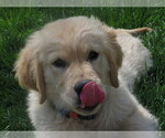 Small #10 Golden Retriever