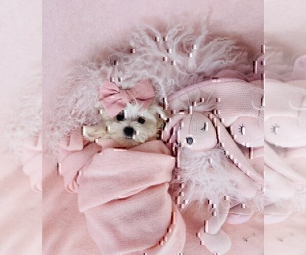 Medium Photo #7 Maltese Puppy For Sale in WEST PALM BEACH, FL, USA