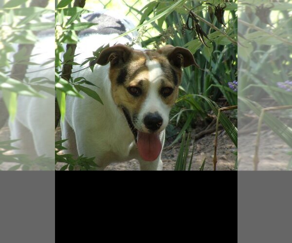 Medium Photo #8 Mutt Puppy For Sale in San Leon, TX, USA
