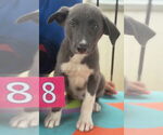 Small #1 Mutt